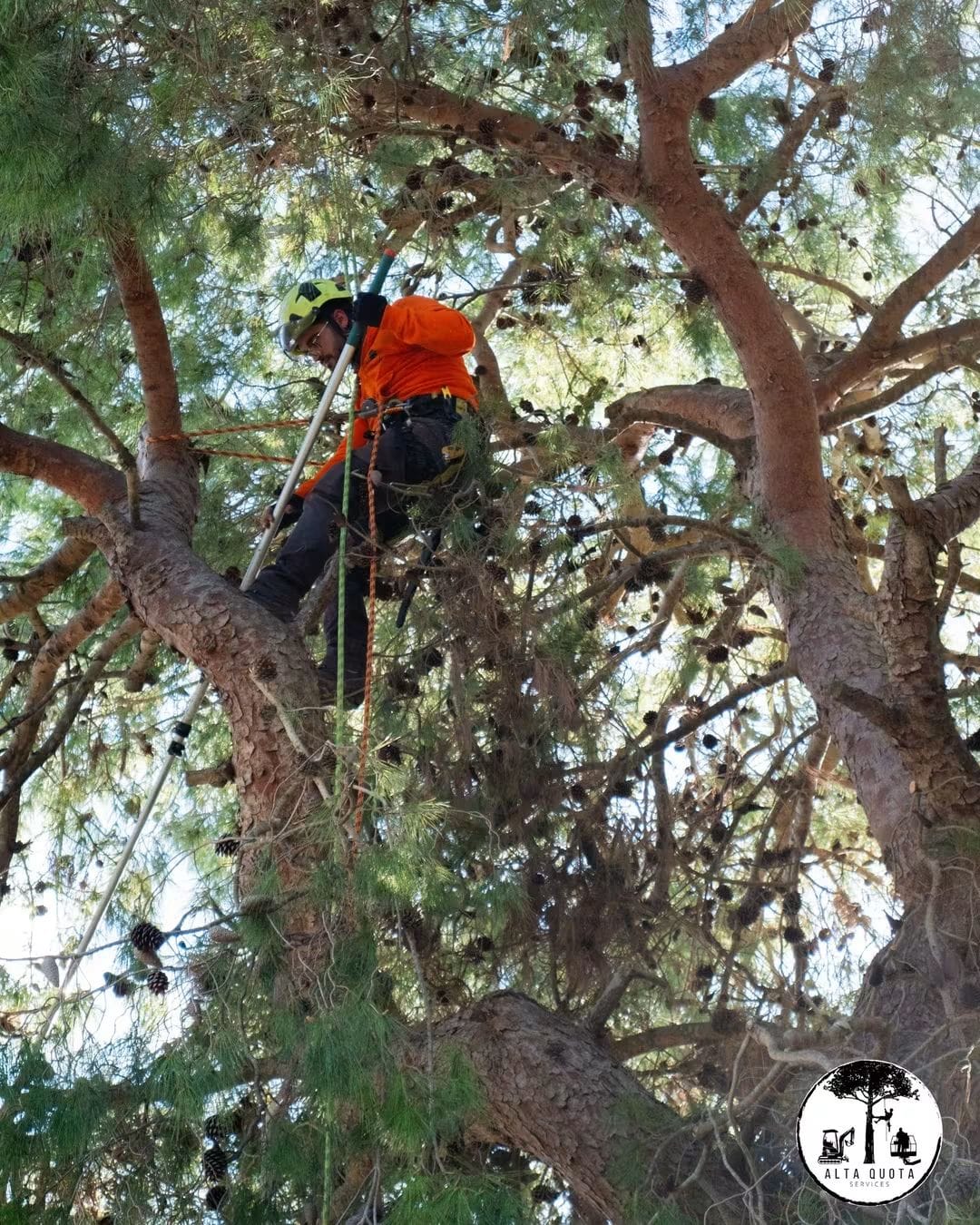 Tree climbing certificato